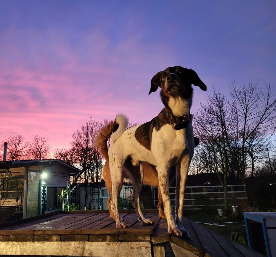 Hund auf einer Bank mit Sonnenuntergang im Hintergrund