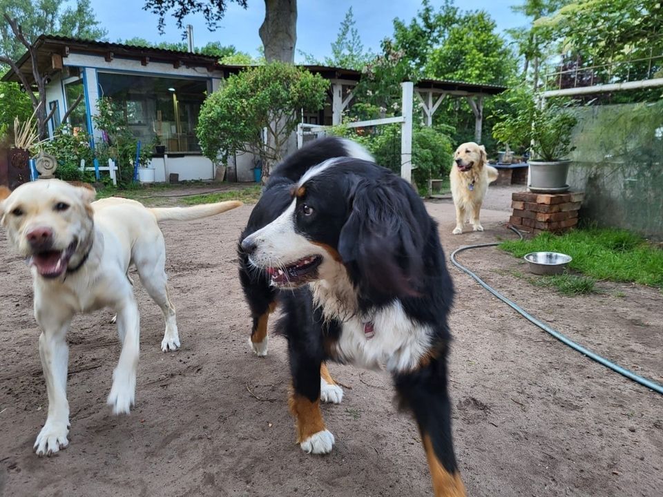 3 Hunde die auf die Kamera zulaufen
