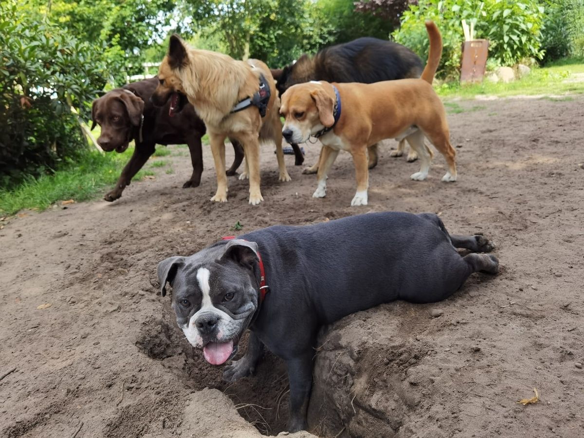 Hund der ein Loch gräbt mit weiteren Hunden im Hintergrund