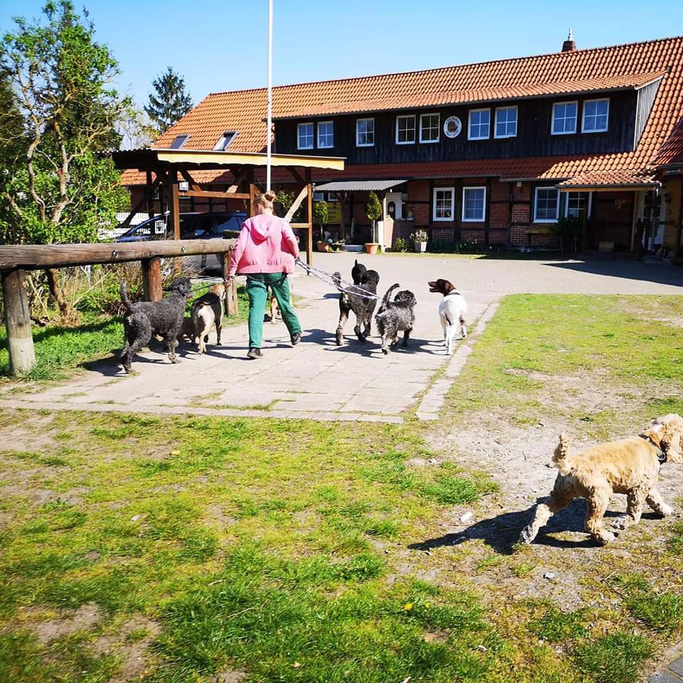 Hund werden gemeinsam ausgeführt