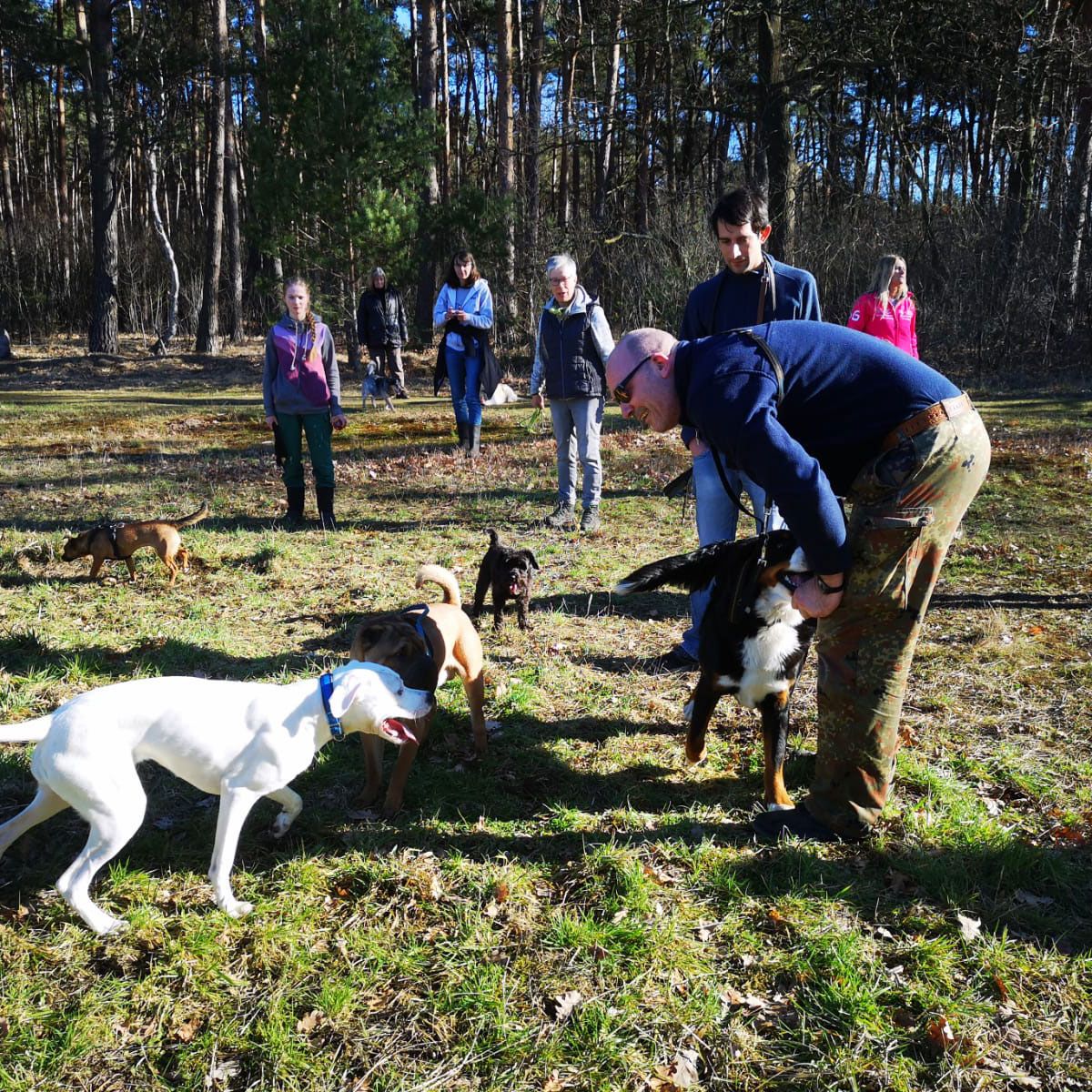Hunde beim Training im Wald