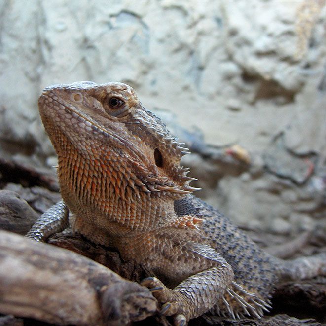 Eidechse mit Naturstein im Hintergund