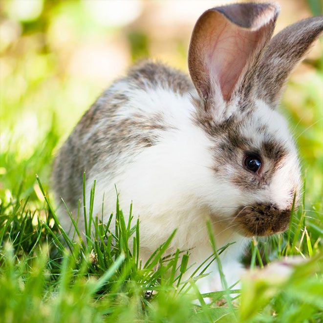 Kaninchen auf einer Wiese
