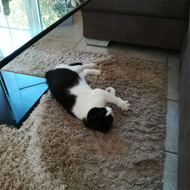 Katze in der Heimbetreuung