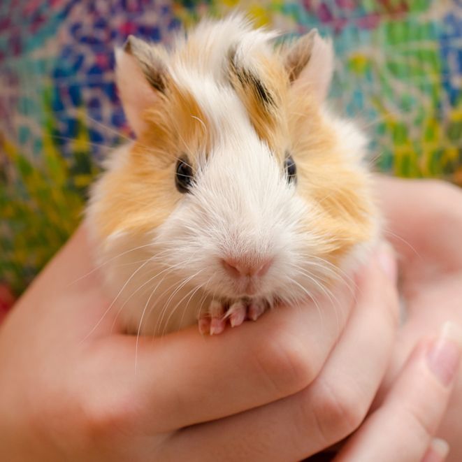 Meerschweinchen das von einer Person gehalten wird